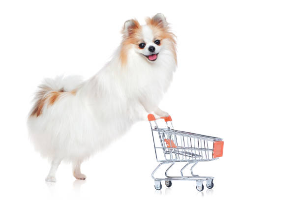 istock Spitz with a shopping cart against white background 1425932987