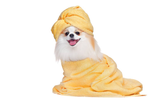 istock Spitz with a towel and towel hat on 1425932989