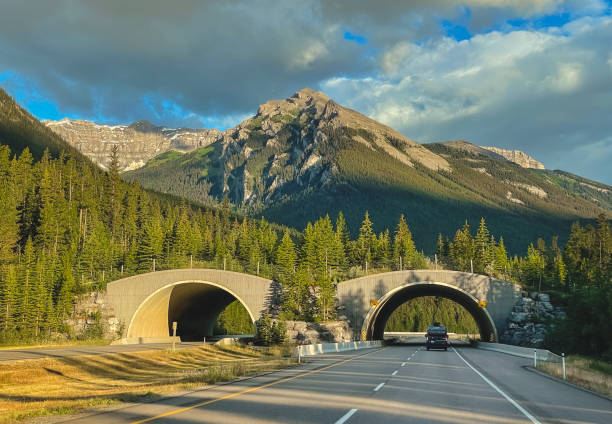 istock Animal bridge on highway through Banff National Park, Canada. 1425934403