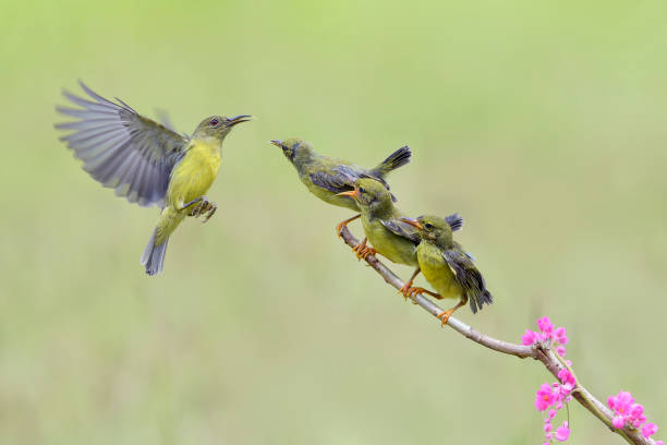 istock Waiting for the food, feeding time 1425934769