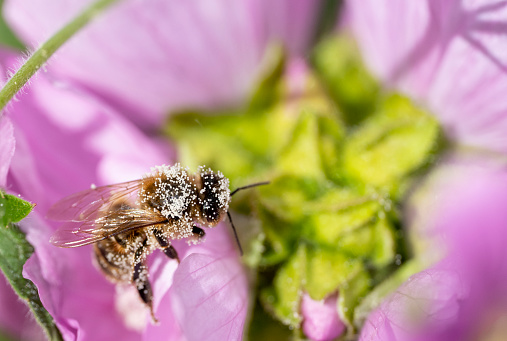 Honey bee covered in pollen on pink mallow.