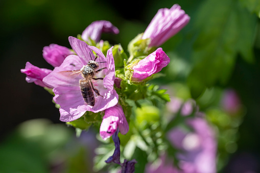 Honey bee covered in pollen on pink mallow.