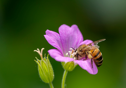 Honey bee covered in pollen on pink cranesbill.