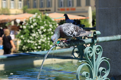 Pigeon sits on the marketplace fountain in Ludwigsburg and drinks water