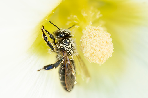 Honey bee on white and yellow hollyhock.