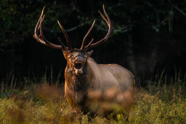 istock Rocky Mountain Bull Elk 1425938757