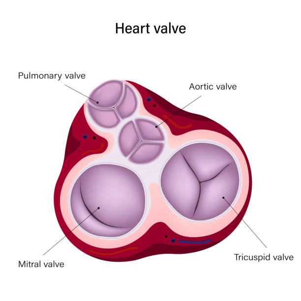 illustrations, cliparts, dessins animés et icônes de anatomie de la valve cardiaque humaine. diastole. valve pulmonaire, valve aortique, valve tricuspide et valve mitrale. - valvule cardiaque