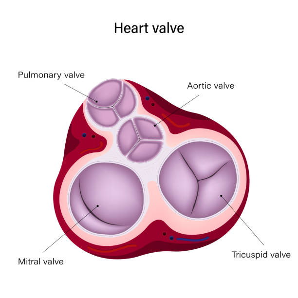 анатомия сердечного клапана человека. диастола. легочный клапан, аортальный клапан, трикуспидальный клапан и митральный клапан. - pulmonary valve stock illustrations