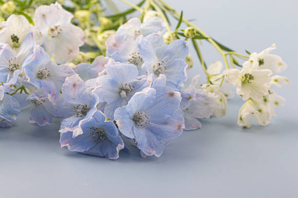 istock A cornflower blue Siberian Larkspur 1425940457
