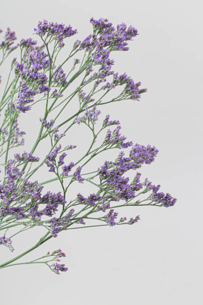 статичный ф�иолетовый цветок на белом фоне. - limonium стоковые фото и изображения