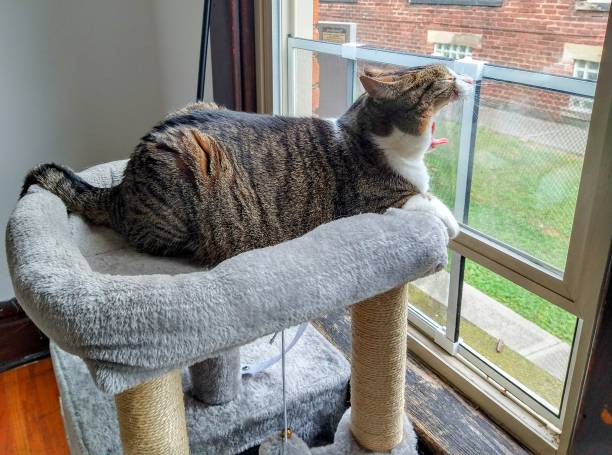 istock Yawning Female Brown Tabby Cat Looking Upwards by Window 1425941961