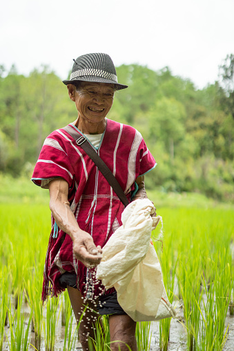 An old farmer Hmong Hilltribe man throwing rice in a rice field in Chiang Mai, Thailand.