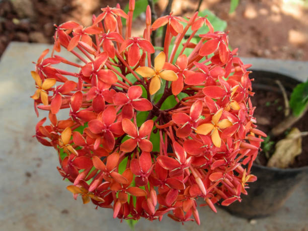 street flower