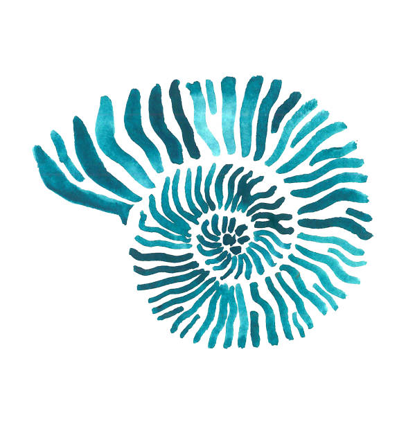 Sea shell hand drawn set Sea hand drawn ancient malyuska swirling shell. collection clam stock illustrations