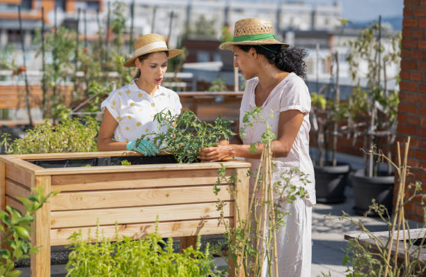 istock Urban Farming & Gardening On The Rooftop 1425951449