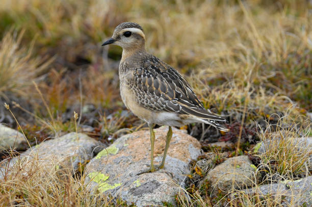 eurasischer dotterel (charadrius morinellus) - charadrius stock-fotos und bilder