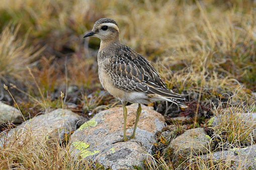 Eurasian dotterel (Charadrius morinellus)