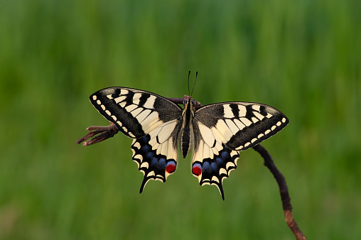 Papilio polytes or the common Mormon black butterfly on a flower