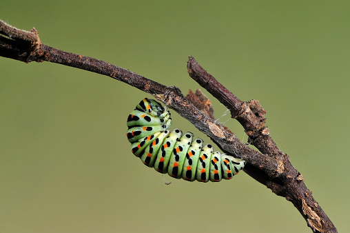 Swallowtail caterpillar weaving the chrysalis