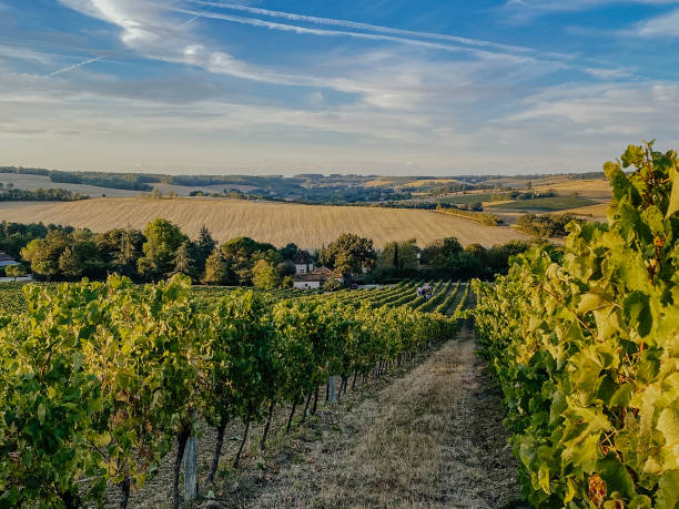 istock autumn grape harvest in France 1425952048