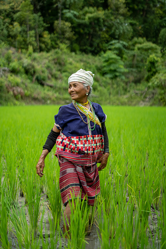 An old farmer Hmong Hilltribe woman in an organic rice field in Chiang Mai, Thailand.