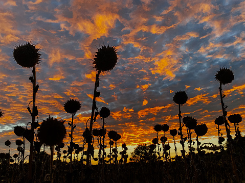 field sunflowers on background of amazing sunset