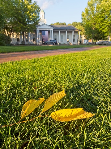 The first fallen leaves of autumn in front of the Lexington Massachusetts Historical Society building. Bright yellow elm tree leaves on the manicured green grass in front of colonial styled structure.