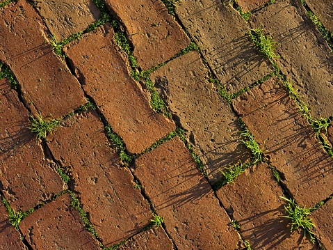 Low sun angle shows every detail of red brick walkway pavers with bright green grass growing through the cracks. A design element or abstract background with copy space.