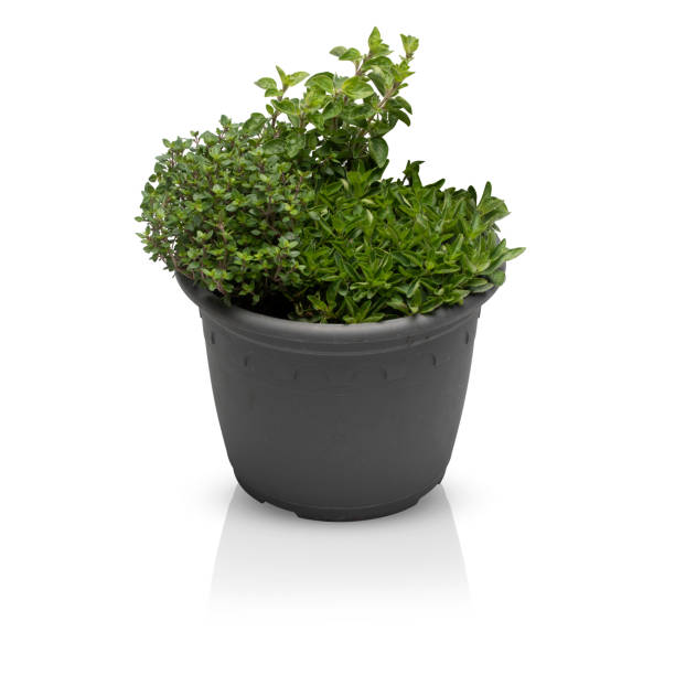 istock Parsley herb, basil leaves isolated on white background with clipping path 1425953845