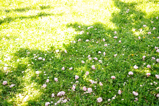 Beautiful green grass meadow with white flowers on spring seasonal city park