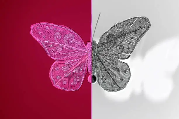 Bipolar mental disorder concept, batterfly of two colors symbolized mania and depression phase.