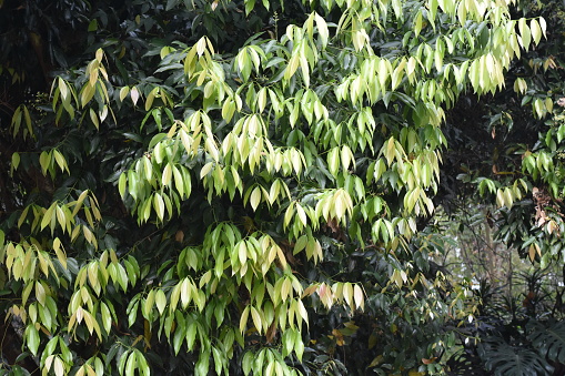 Cinnamomum tamala is an evergreen tree growing in Himalayan region