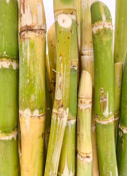 istock Raw Green Sugar Cane. Close up. 1425964264
