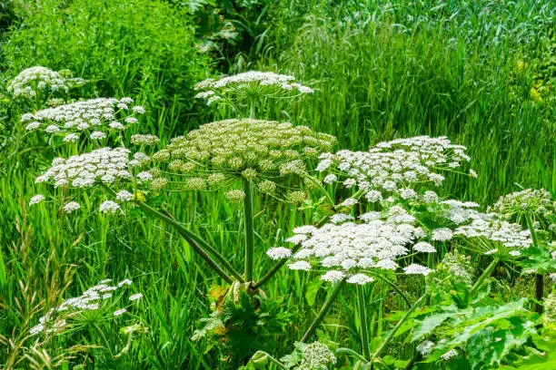 White flowers in the meadow, Heracleum sphondylium, commonly known as hogweed, common hogweed or cow parsnip wild flowers of the field