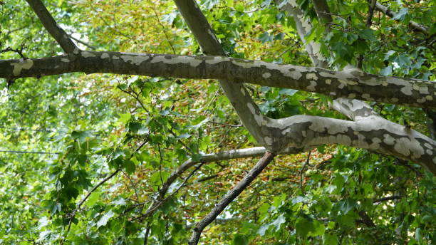 platanenbaum. platanus orientalis. gefleckter platanenstamm unter sonnenlicht. untere ansicht. parkbäume. der stamm, die rinde, die blätter und die früchte von platanus occidentalis, auch bekannt als der amerikaner. - naked tree stock-fotos und bilder