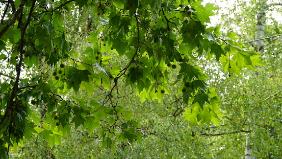 Leaves and fruits of Platanus occidentalis, also known as American sycamore. Leaves and fruits of Platanus occidentalis, also known as American sycamore. n