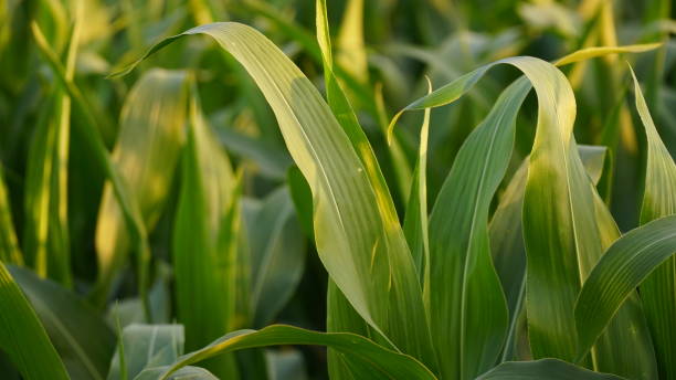 istock Corn, corn sprouts cultivation on an industrial scale. Young corn plants in a cultivated field. Agricultural background of corn plantation. 1425966508