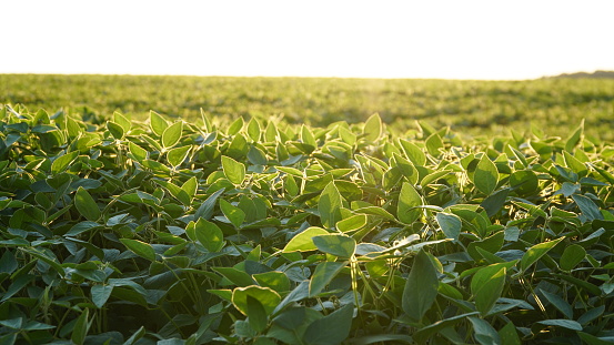 Flowering soybean plant. Soy plantations at sunset. Against the background of the sun.