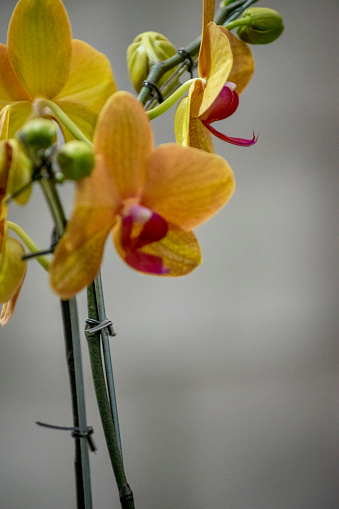 Close-up of the yellow orchid flower