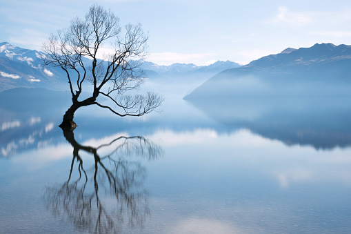 trees overrun by flood waters. Hongcun county, China.