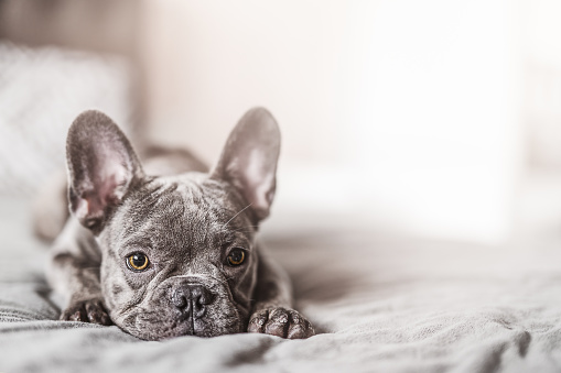 French Bulldog dog on the bed at home.