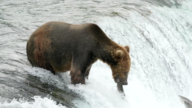 Brown Bear catches Sockeye Salmon after 3 attempts at Brooks Falls in Katmai National Park Alaska - Slow Motion