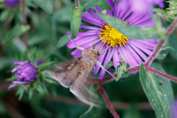 Silver Y moth on a New England Aster, Tuesday, Sept. 20, 2022.
