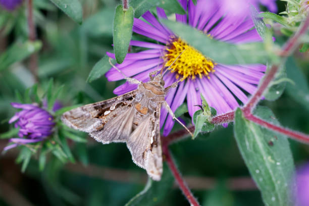 istock Silver Y moth on a New England Aster 1425975350
