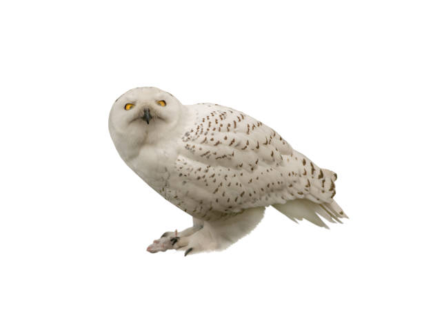 schneeeule mit beute in pfoten isoliert auf weißem hintergrund - owl snowy owl snow isolated stock-fotos und bilder