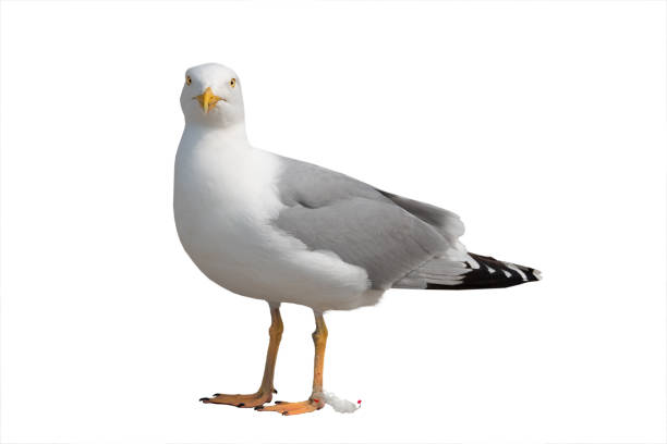 istock herring gull (Larus argentatus) got its paws tangled in a fishing net isolated on white 1425977886
