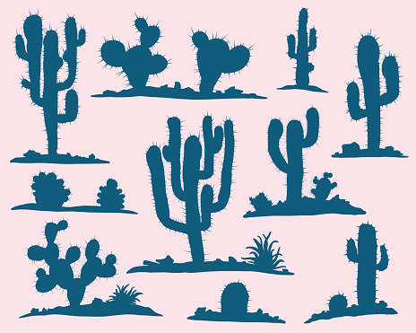 Different types of cactus plants realistic decorative icons set isolated on white background. Vector illustration.