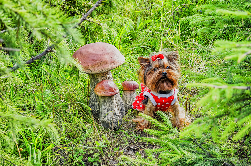 Small lovely Yorkshire terrier puppy next to mushrooms in forest on summer day.