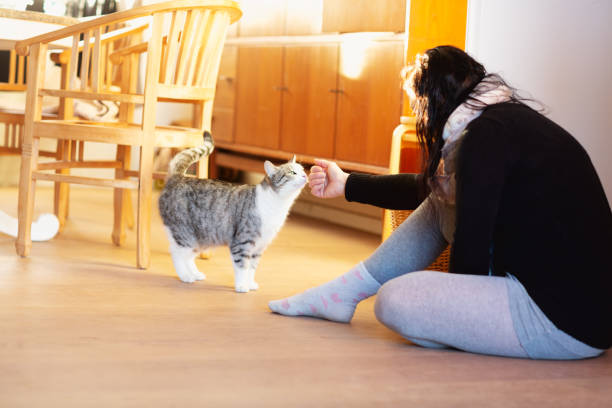 istock Woman playing with tabby cat 1425981553