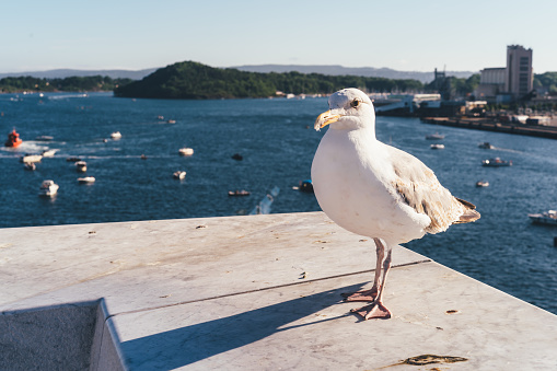 Seagull on the background of the Oslo Fjord.
